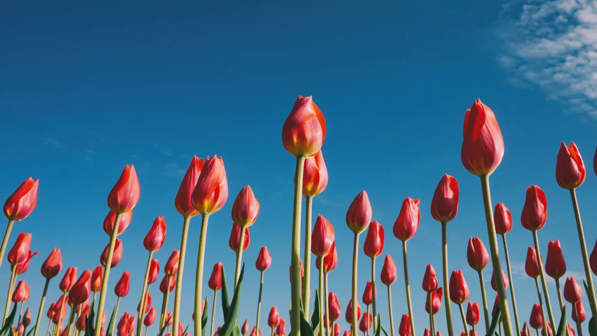 Spring Cleaning for Your Spine: The Benefits of a Chiropractic Tune-Up