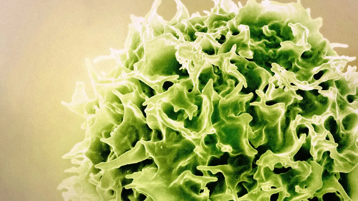 The Role of Chiropractic in Boosting Immunity: How Adjustments Support Your Body’s Defenses