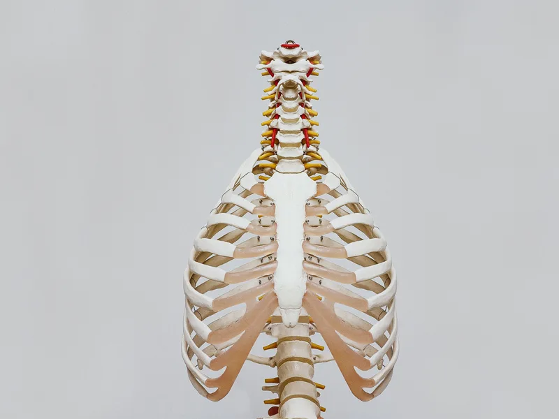 How X-Rays works at Mulberry Chiropractic